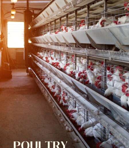 Poultry Industry: UAE